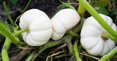 baby boo pumpkin
