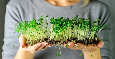 grow microgreens at home