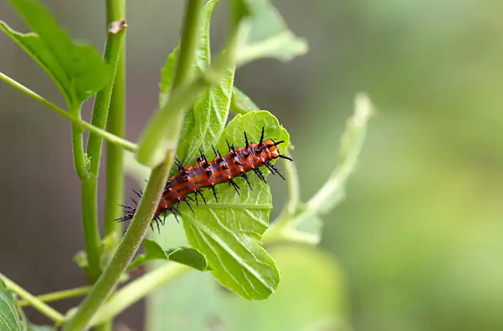 fritillary caterpillar