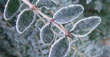 frost on leaves