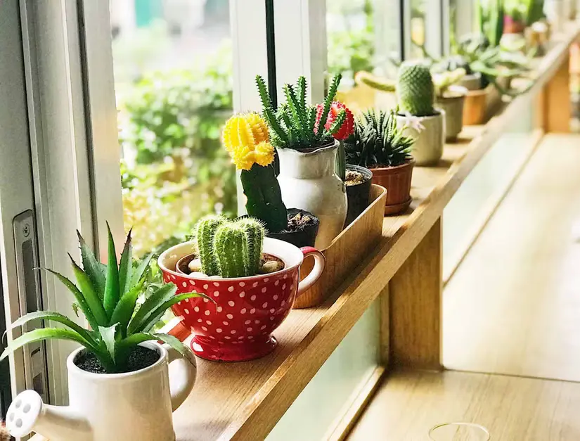 Arranging Succulent Displays