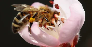 Grow Fragrant Flowers