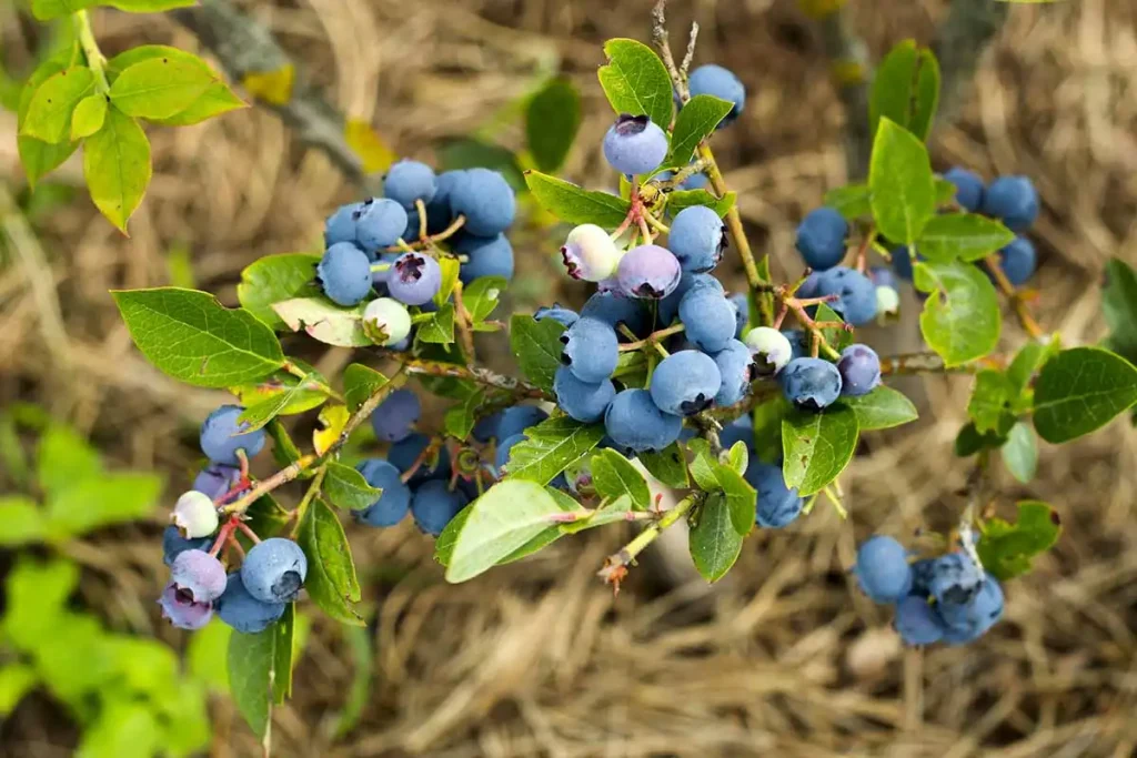 Blueberry-Pests-and-Disease-Feature