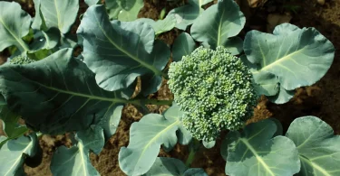 Broccoli