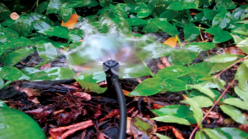 Bubblers Drip Irrigation