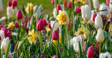 Bulbs to Be Planted in Spring for a Stunning Garden