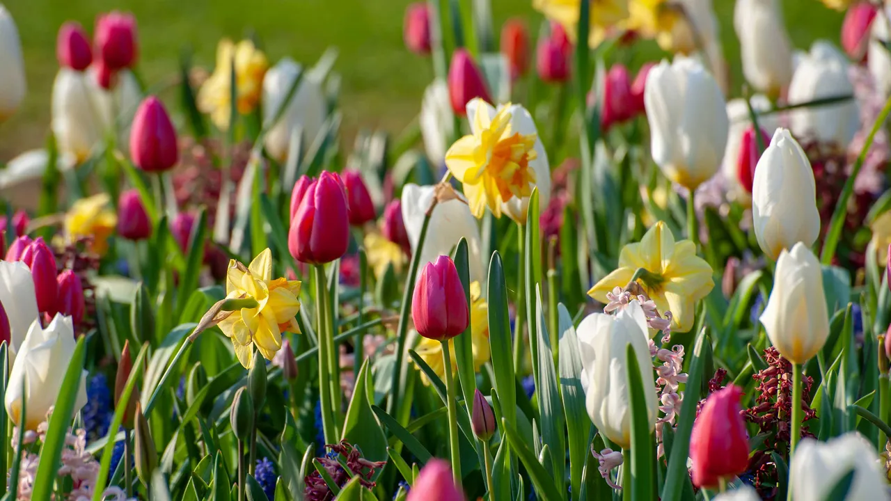 Spring Bulb Images Top Tips for Planting Bulbs in Spring for Vibrant Blooms