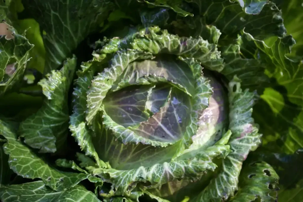 Cabbage January King