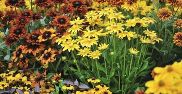 Fall Blooming Flowers