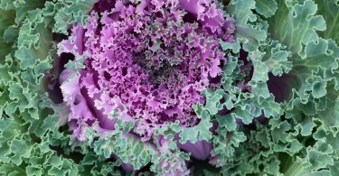 Grow Kale Indoors During Winter