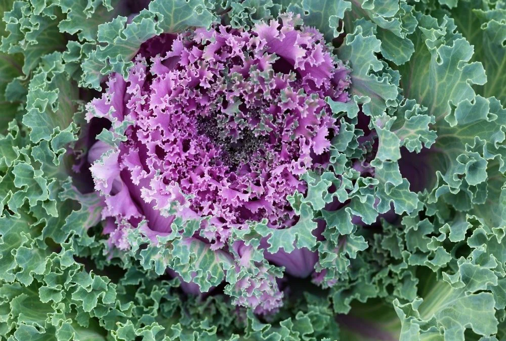 Grow Kale Indoors During Winter