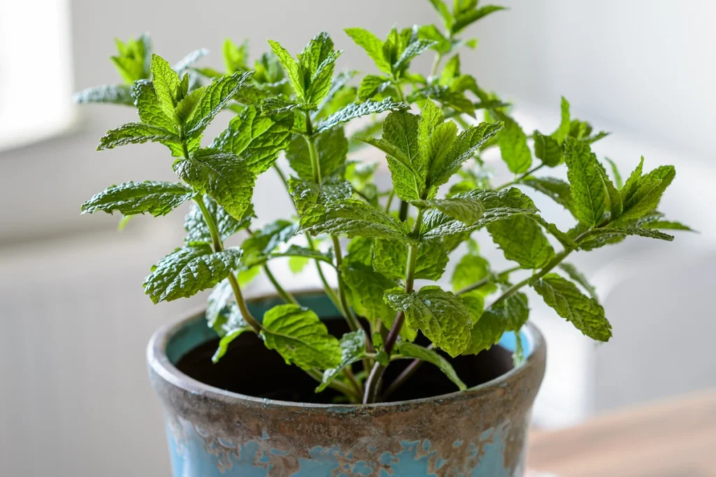 growing mint