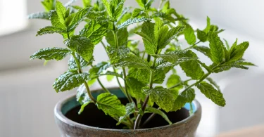 growing mint