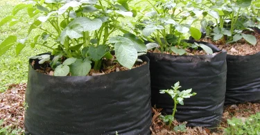 Grow Potatoes in Grow Bags