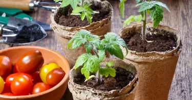 Grow Tomatoes from Seeds