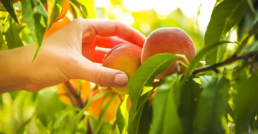 Grow a peach tree from seed