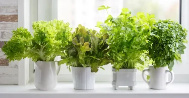 Growing Herbs Indoors