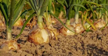 Growing Onions in Raised Garden Beds