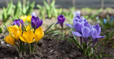 Post-Planting Care in Spring