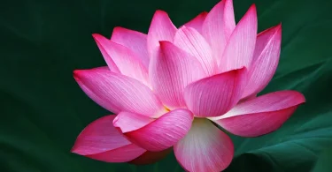How to Grow Lotus Flowers