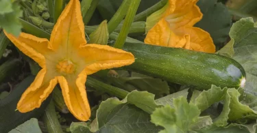 How to Grow Zucchini Vertically in Small Garden Spaces