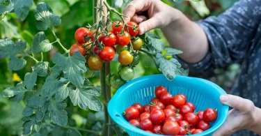 edible plants