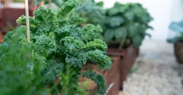 Kale Plant