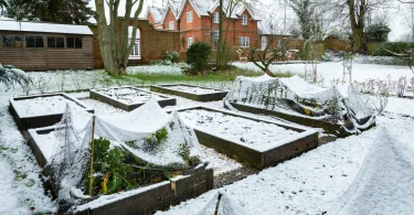 winter crops