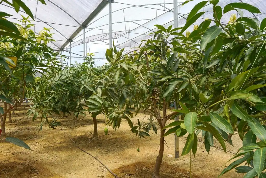 Mango in greenhouse