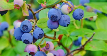 Master Growing Blueberries in Pots for a Bountiful Harvest