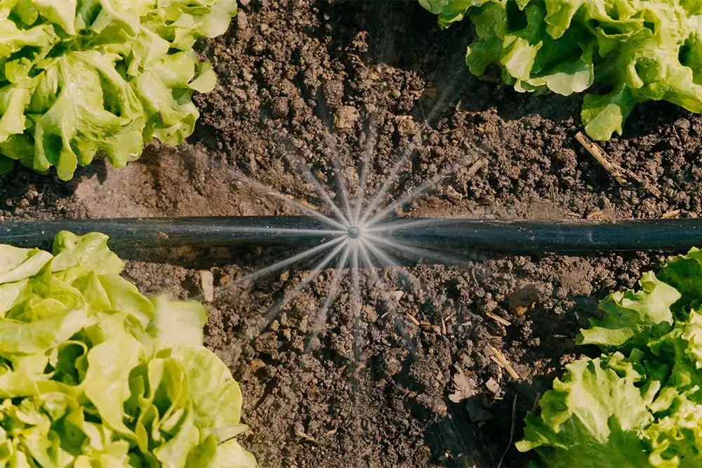 Microsprays Drip irrigation