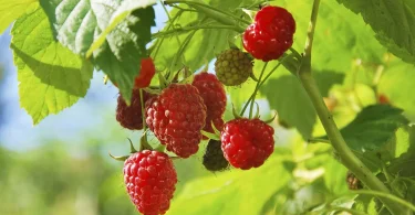 Right Raspberry Varieties