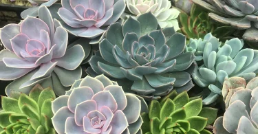 care for succulents