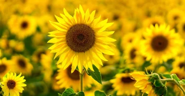 Sunflower Care