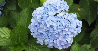 hydrangeas care