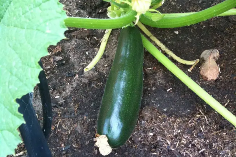 black-beauty-zucchini-cultivar