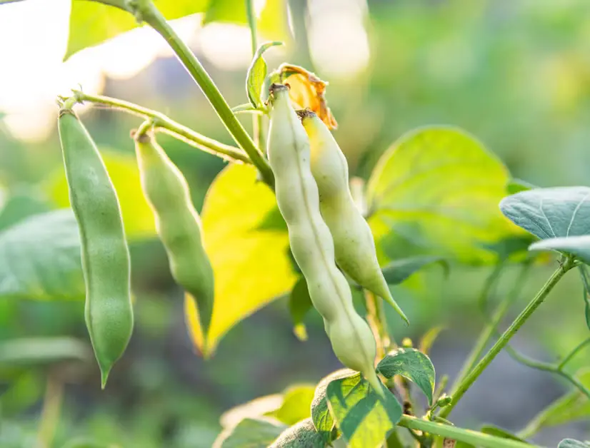 close-up-of-a-broad-bean-plant