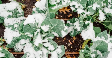 winter vegetables