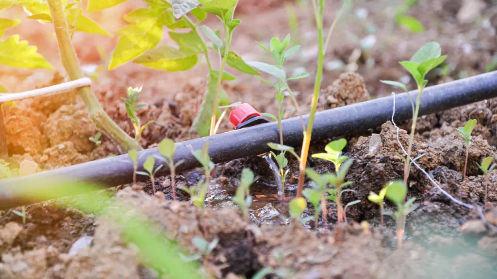 drip irrigation