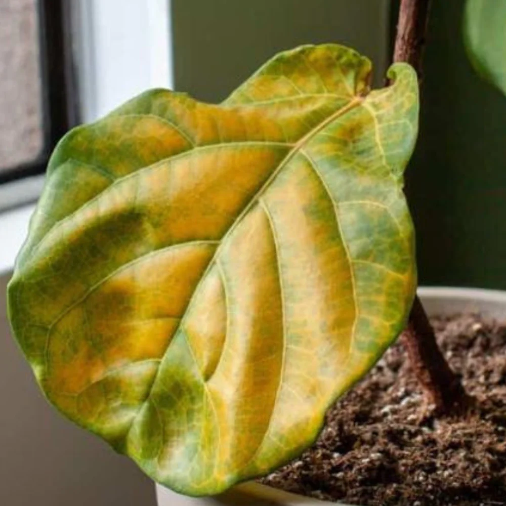 fiddle leaf fig yellow leaves