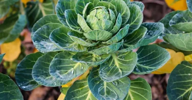 growing-brussels-sprouts