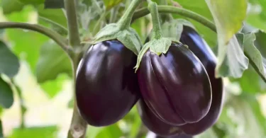 growing eggplant