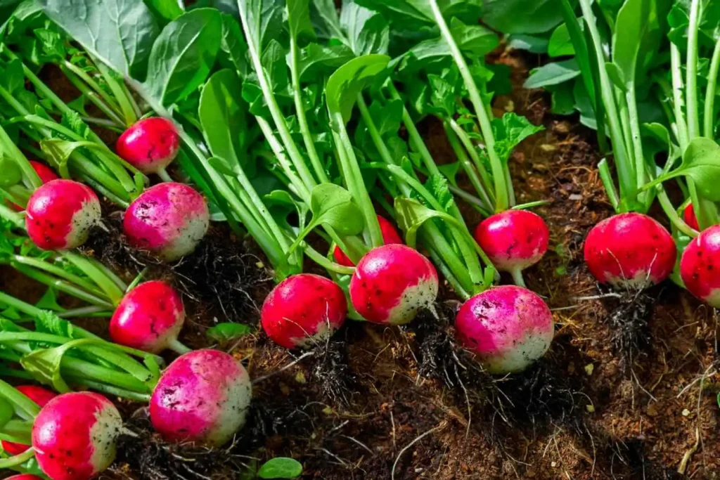 growing-radishes-in-the-home-vegetable-garden