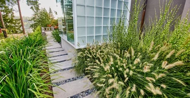 best ornamental grasses