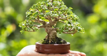 person-holding-a-miniature-tree
