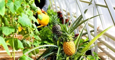 exotic fruits