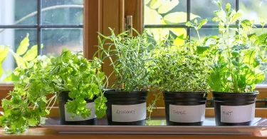 indoor-kitchen-herb-garden-variety-of-herbs-in-windowsill