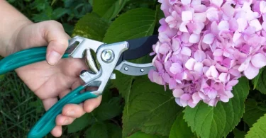 prune hydrangeas