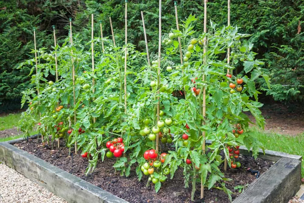 raised-bed-tomatoes