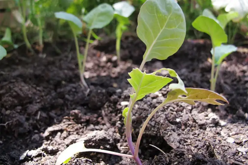 seedlings-of-brussels-sprouts-and-broccoli-plants-in-the-garden